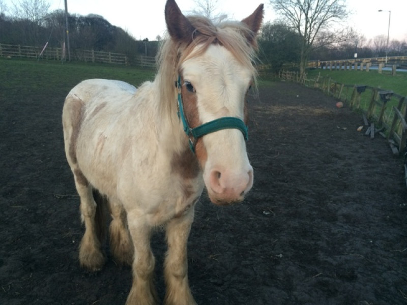 Main image for Another horse injured in suspected knife attack
