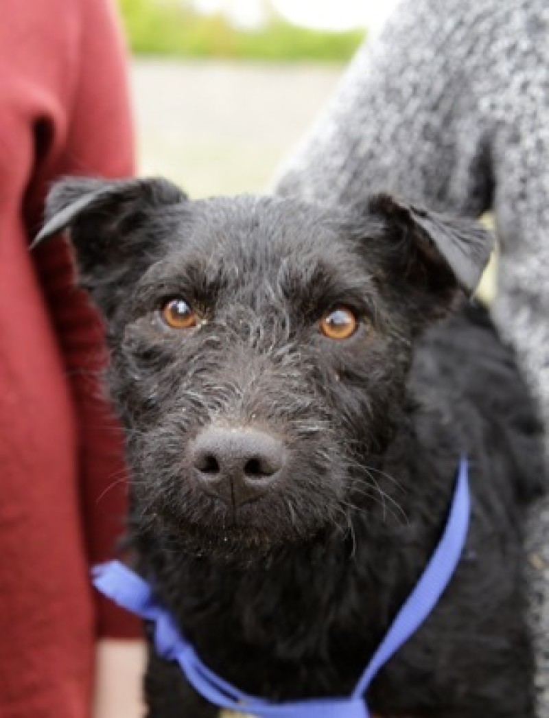 Main image for Dog rescued after getting stuck in pipes