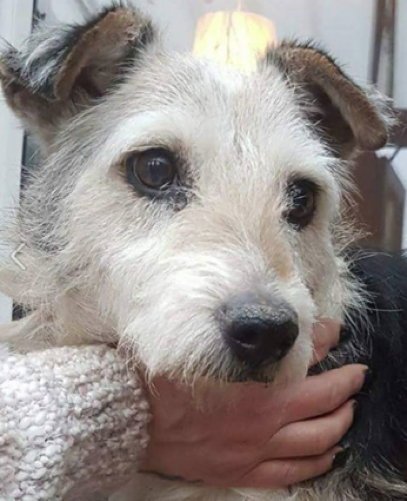 Main image for Appeal for information after dog put down