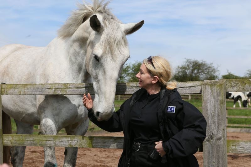 Main image for Police horses canter back home
