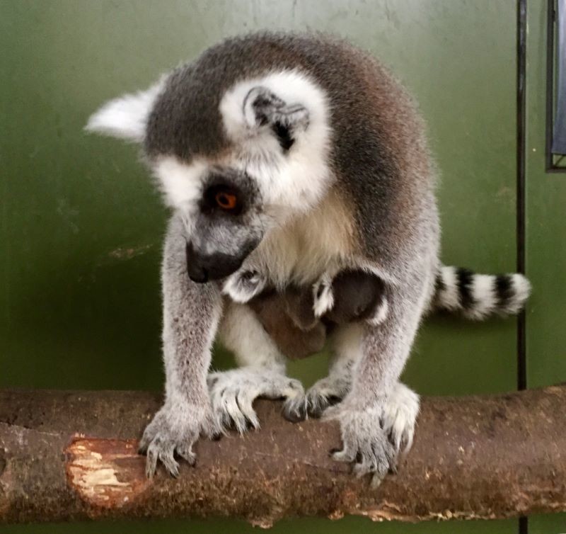 Main image for Surprise Easter arrival at Yorkshire Wildlife Park