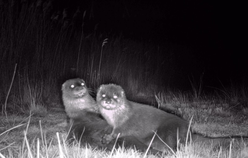 Main image for Otters’ arrival is welcomed