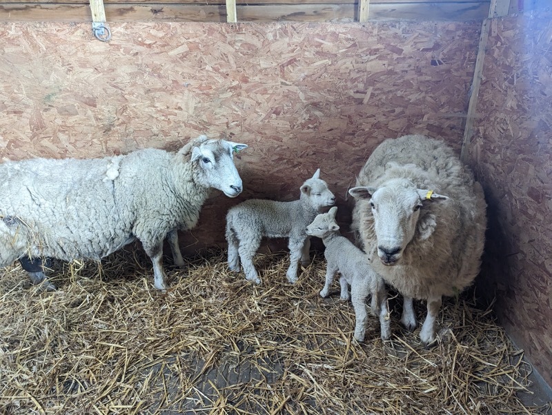 HEARTBREAKING: The state the ewe was found.