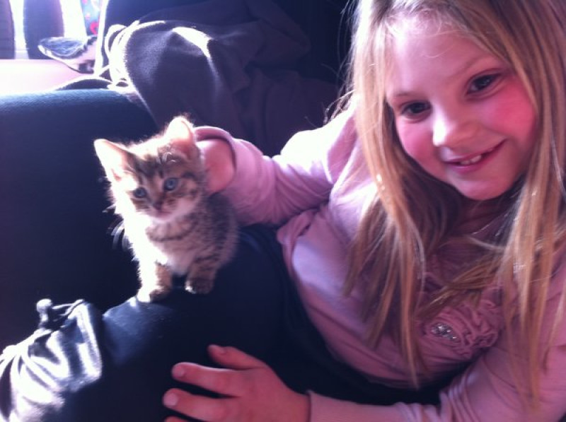 Main image for Girl's heartbreak as cat goes missing