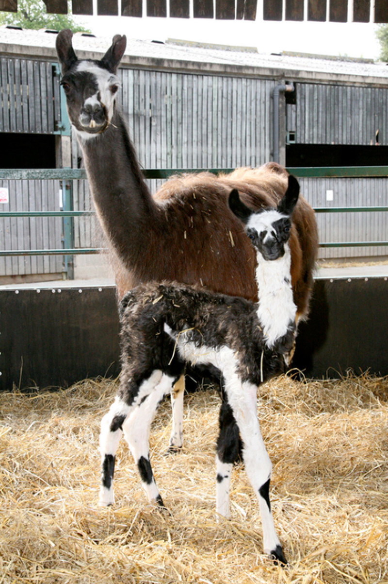 Main image for Name that llama