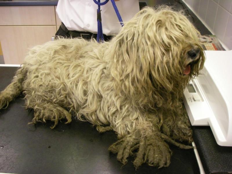 Main image for RSPCA hunt for cruel owners