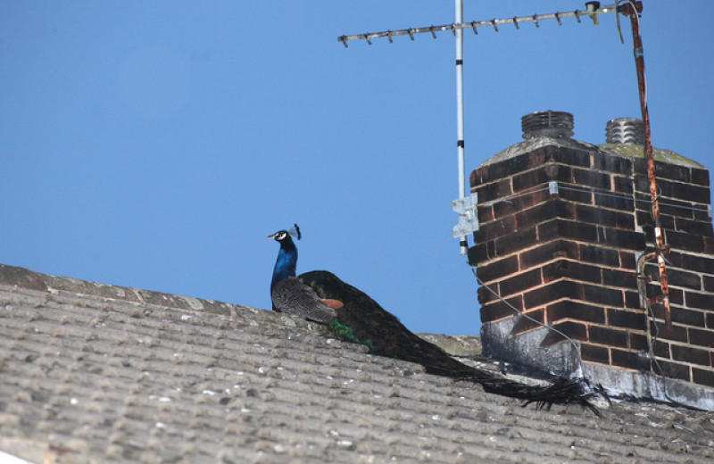 Main image for Darfield peacock causes mayhem