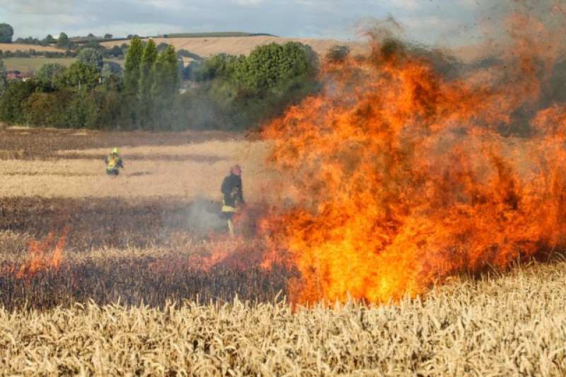 Main image for Arsonists strike in crop fields