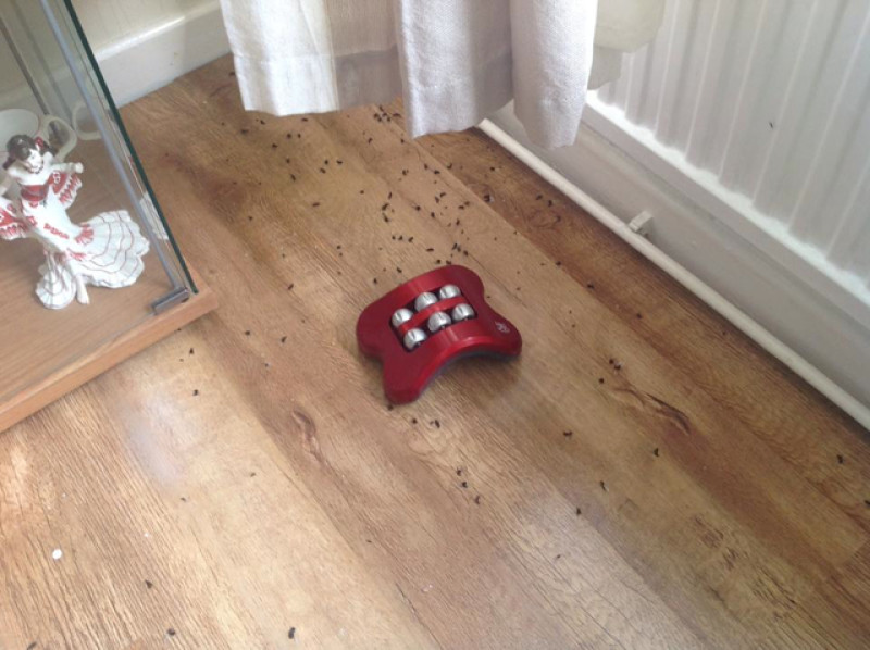 Main image for Swarms of flying ants invade Barnsley