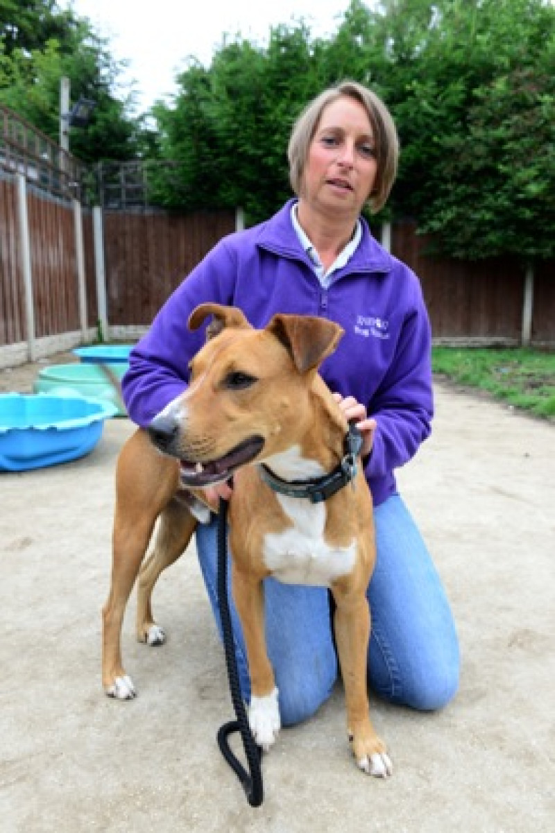 Main image for Rescue dog needs new home