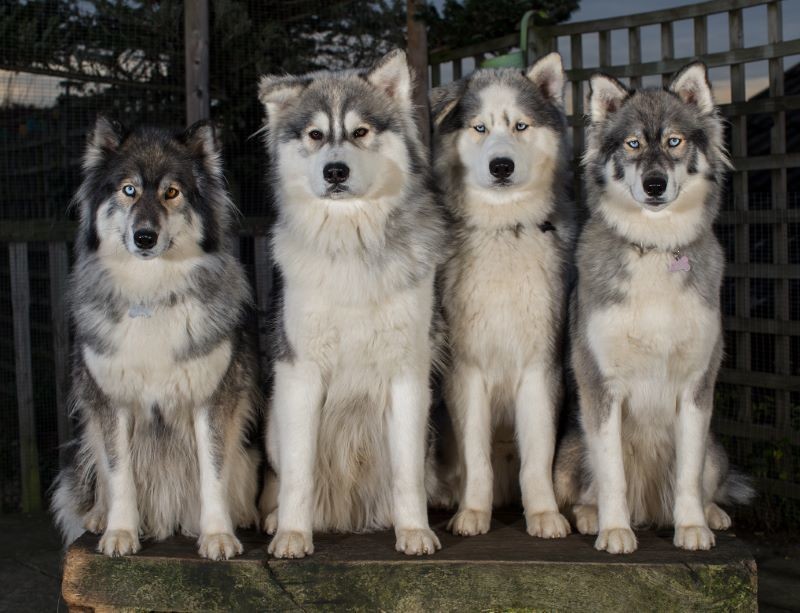 Main image for Dementia dogs turned away from event