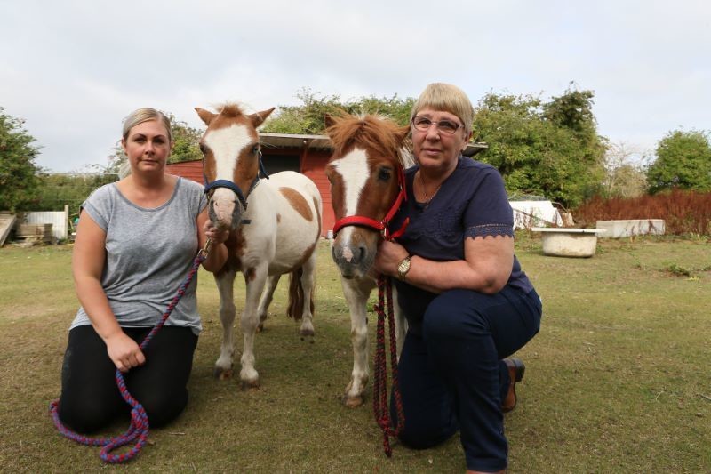 Main image for Ponies hurt in suspected dog attack