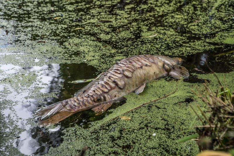 Main image for Dozens of fish die in canal