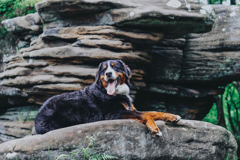 Main image for Top dog lands top job