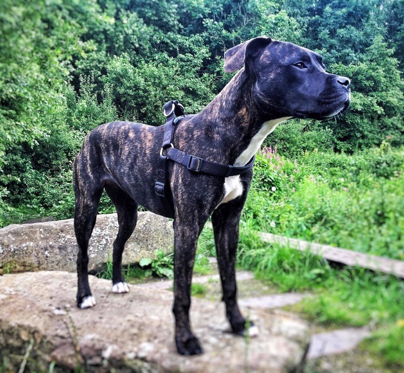 Main image for Puppy dies in suspected poisoning