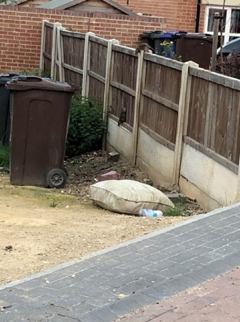 Main image for Giant rats plague street