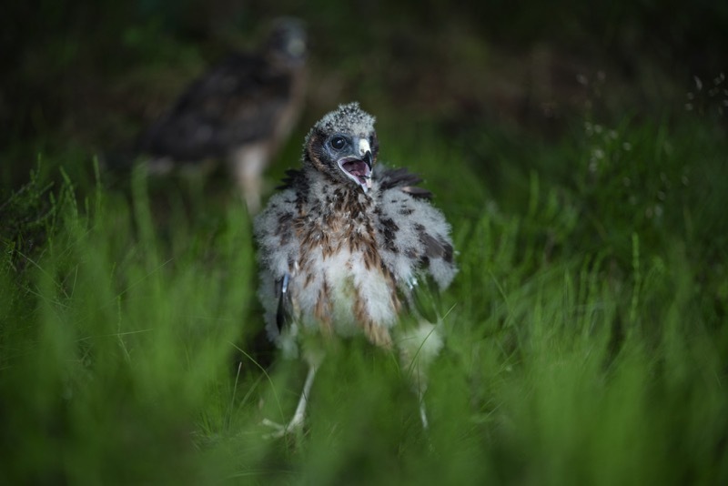 THRIVING AGAIN: A hen harrier chick.