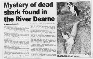FROM THE ARCHIVES: Mystery of the dead shark in the River Dearne Image