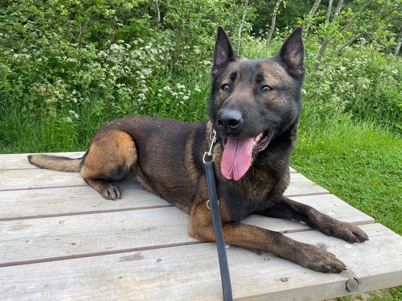 ANIMAL OF THE YEAR: PD Dog Luna.