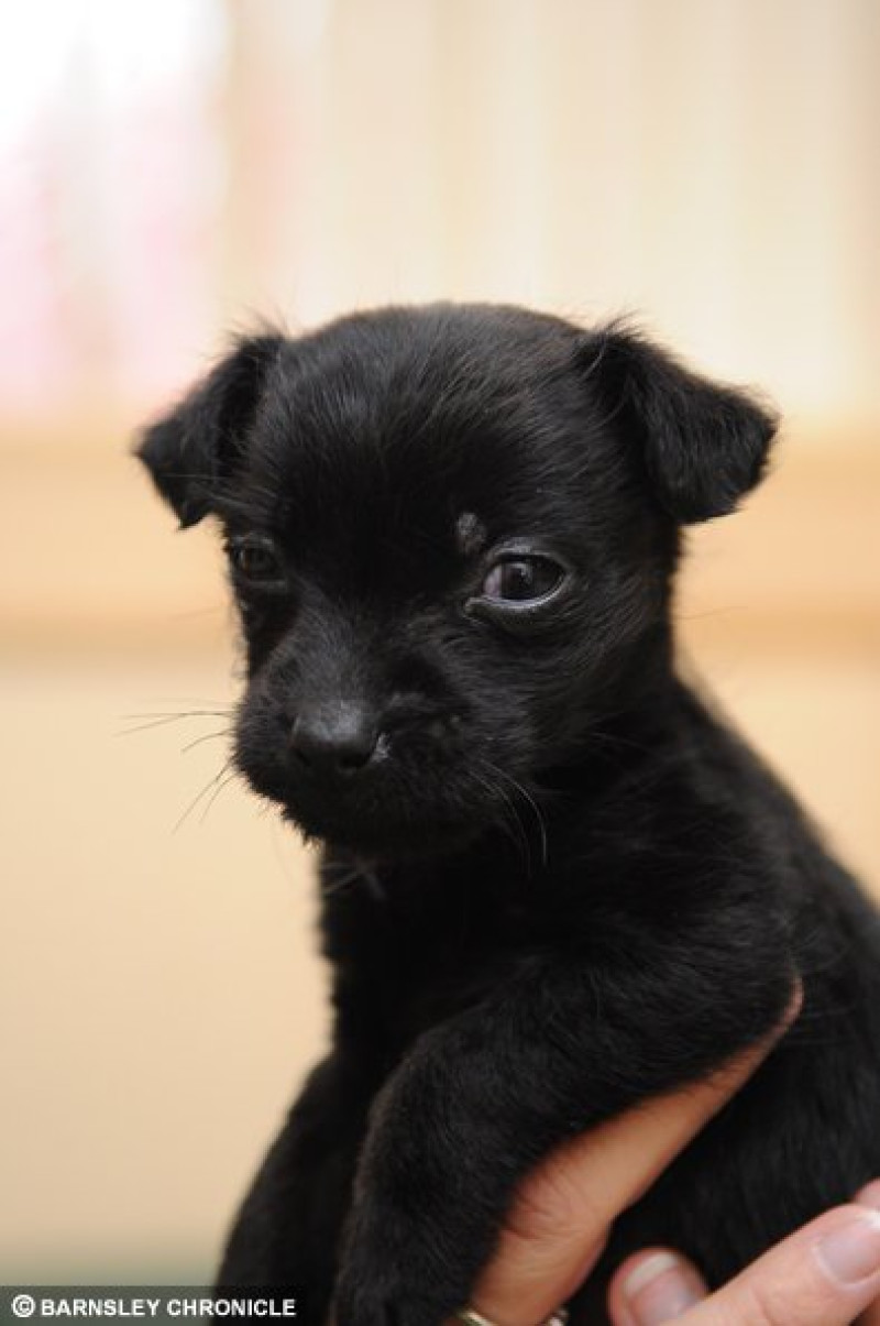 Main image for Dumped pup finds a home for Christmas