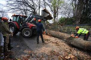 Main image for Winds cause chaos across borough