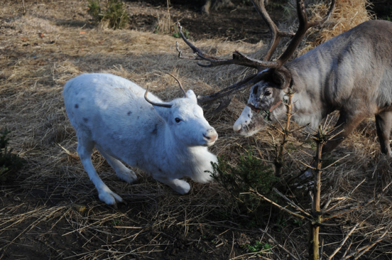 Main image for Rare white reindeer born in Barnsley