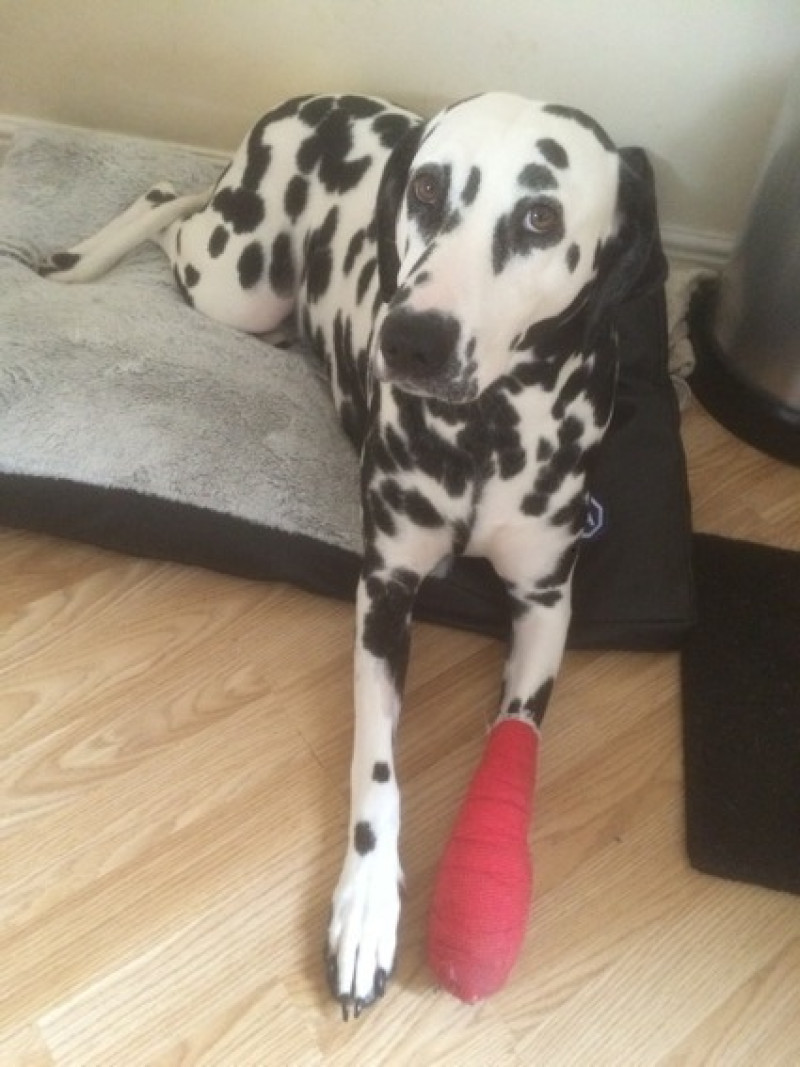 Main image for Warning after dog injured