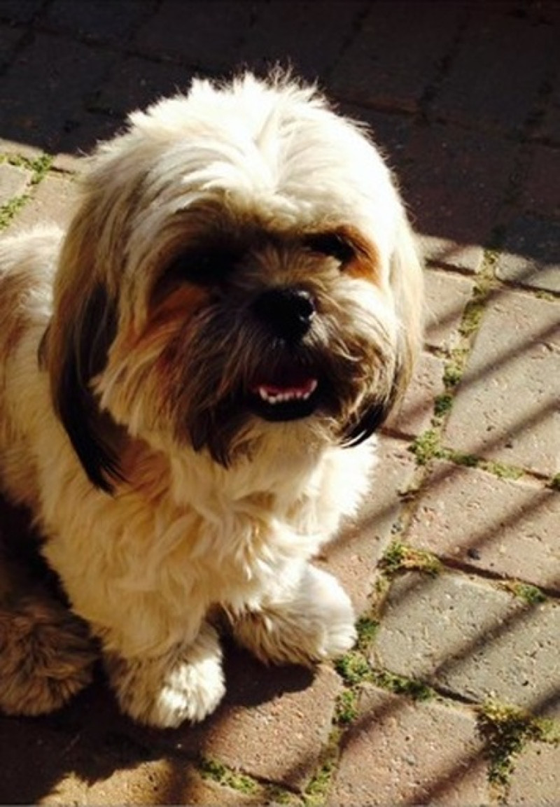 Main image for Reward offered by desperate dog owner