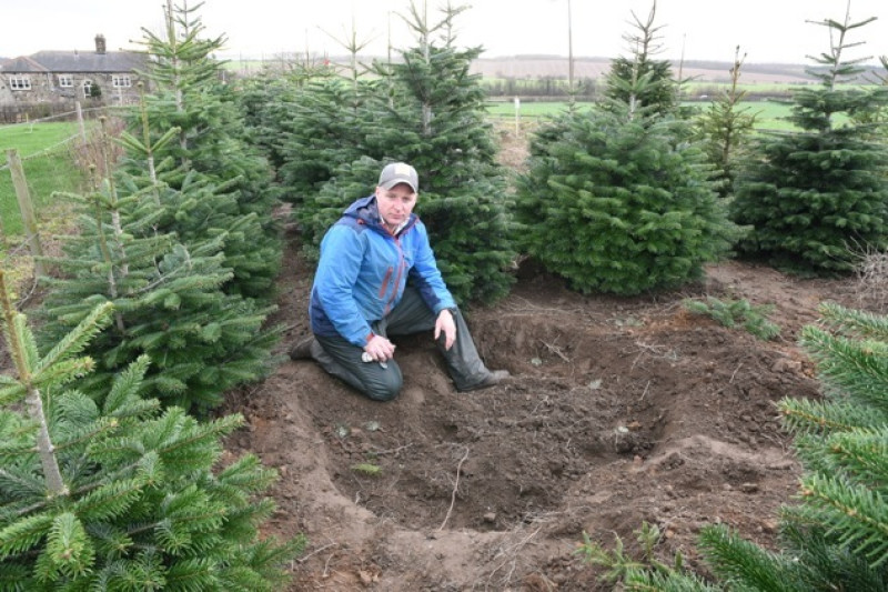 Main image for Cheeky thieves steal festive trees