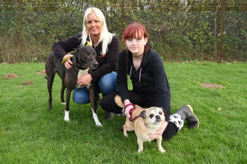 Main image for Happy ending for dogs who lost their owner