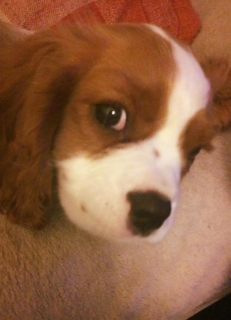Main image for ‘Watch out for poison’ says grieving dog owner