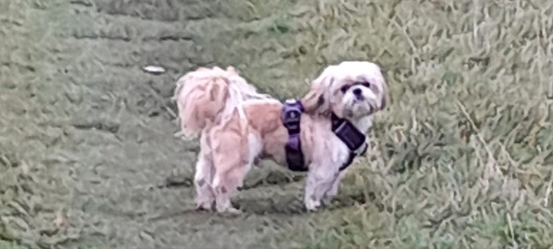 Main image for Another pet killed by ‘out-of-control’ dog