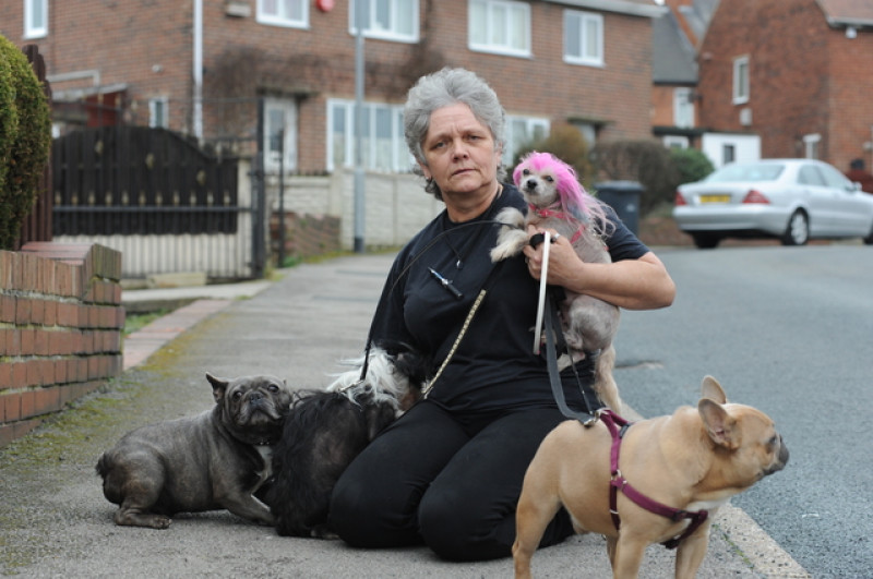 Main image for Lynn's semi houses 41 dogs