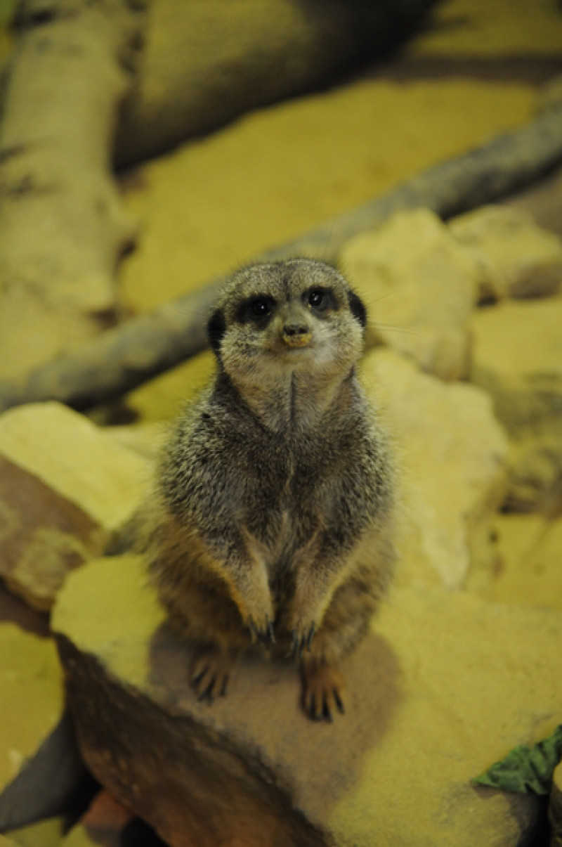 Main image for Meerkats enjoy life at Wigfield Farm