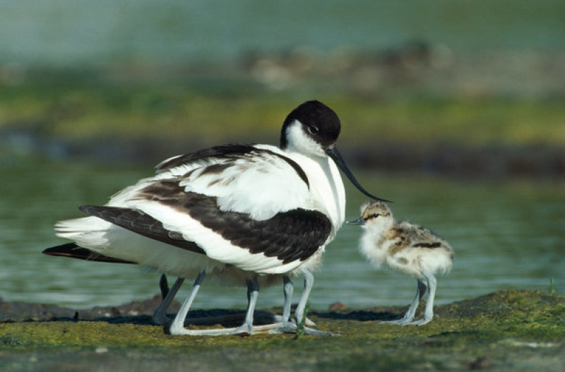 Main image for Nature reserve 'devastation' fears