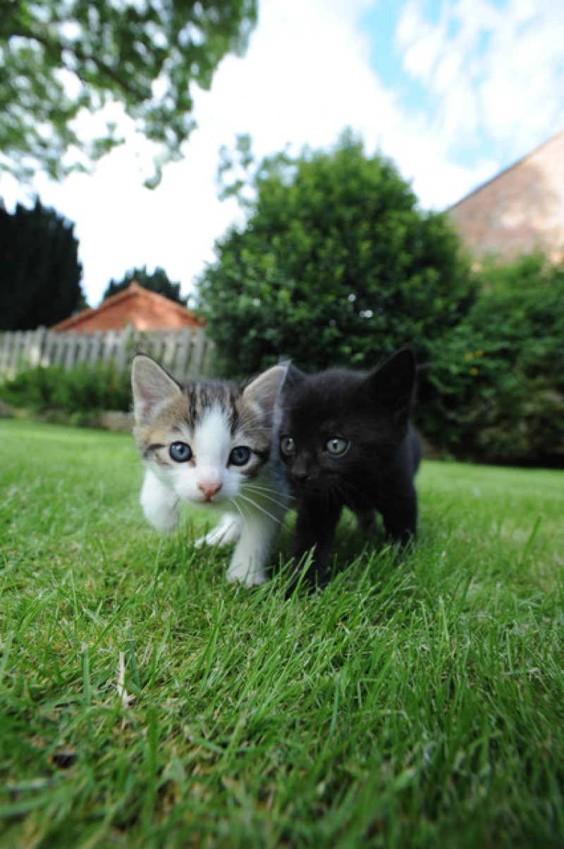 Main image for Cat lover risked life to save two moggies from fire