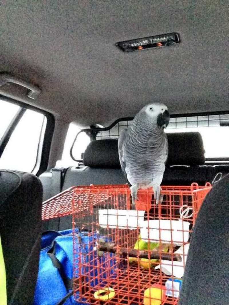 Main image for Learner driver is sick as a parrot