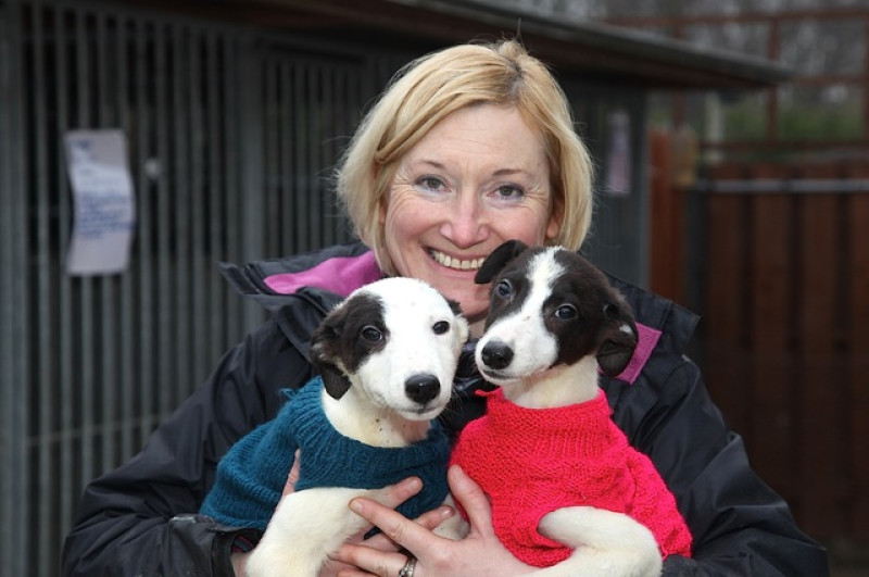 Main image for Mistreated puppies looking for new homes
