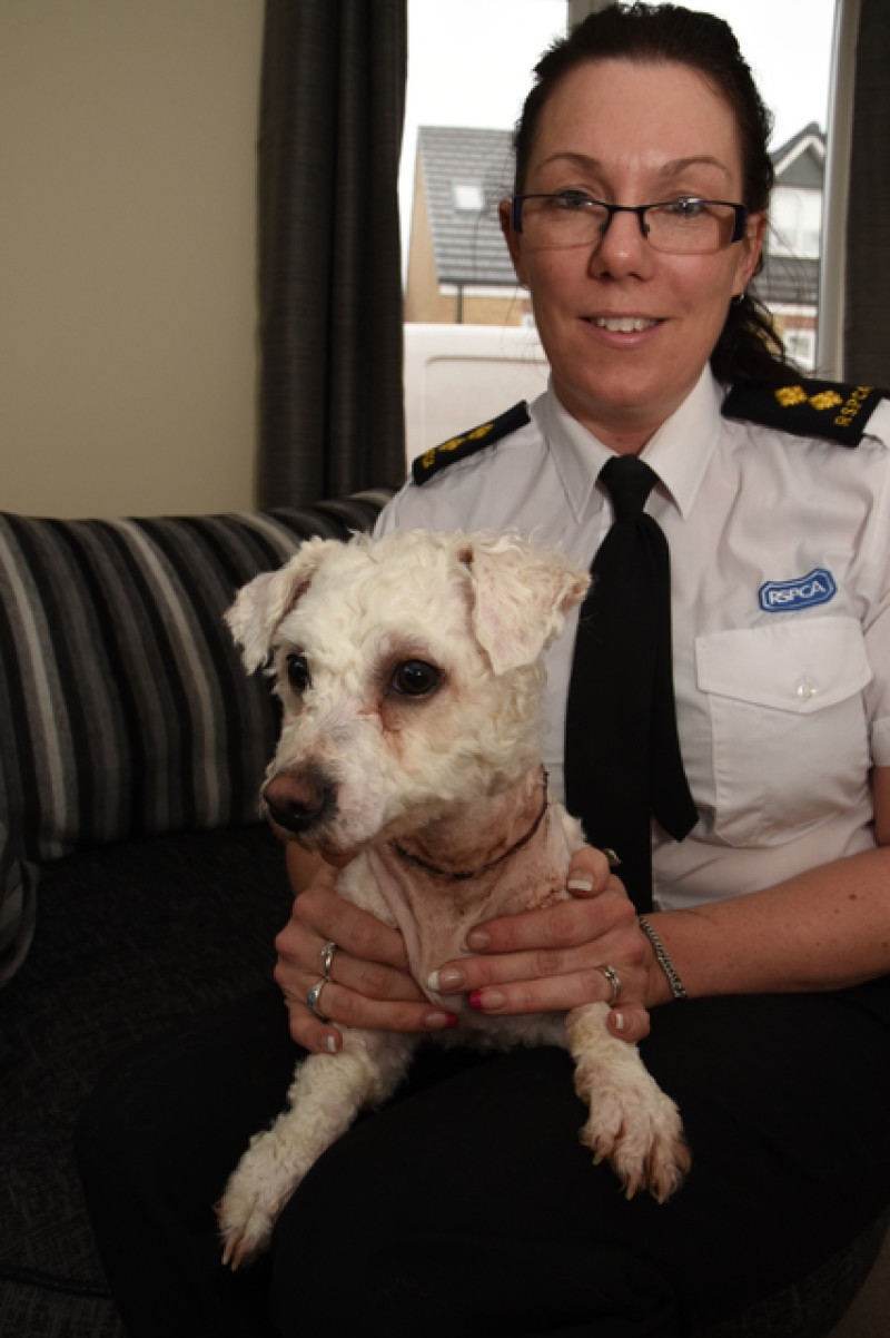 Main image for Dog recovers after horrific ordeal