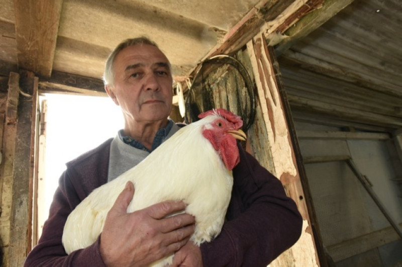 Main image for Allotment holder in cockerel complaint