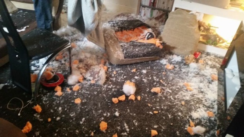 Main image for Barnsley’s naughtiest dogs shamed by owners