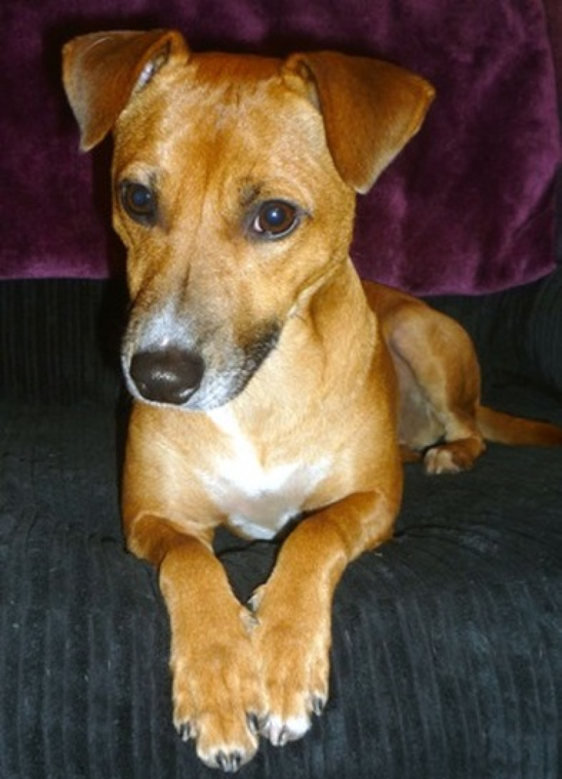 Main image for Warning after dog injured by shard of wood
