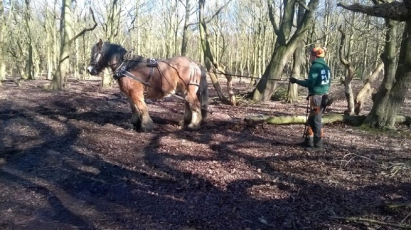 Main image for Horse power makes job light work