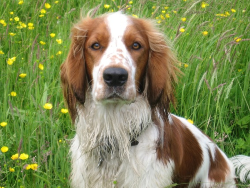 Main image for Search is on for dog rescuer