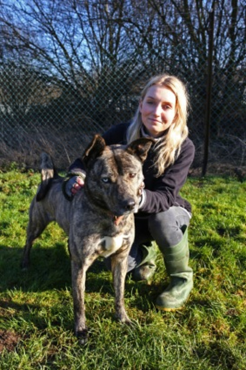Main image for Charity rescues dog