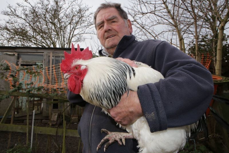 Main image for Allotment holders told to get rid of noisy cockerels
