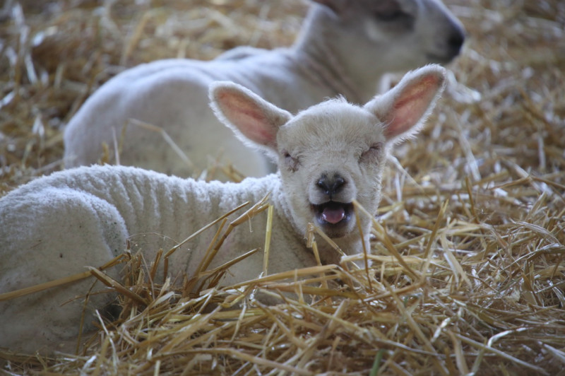 Main image for Lamb cam monitoring farm’s new arrivals