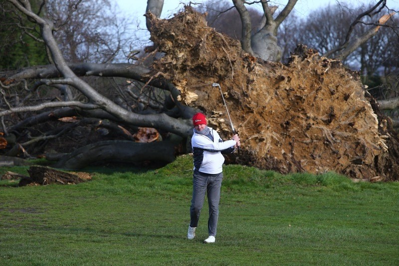 Main image for Famous tree felled by storms