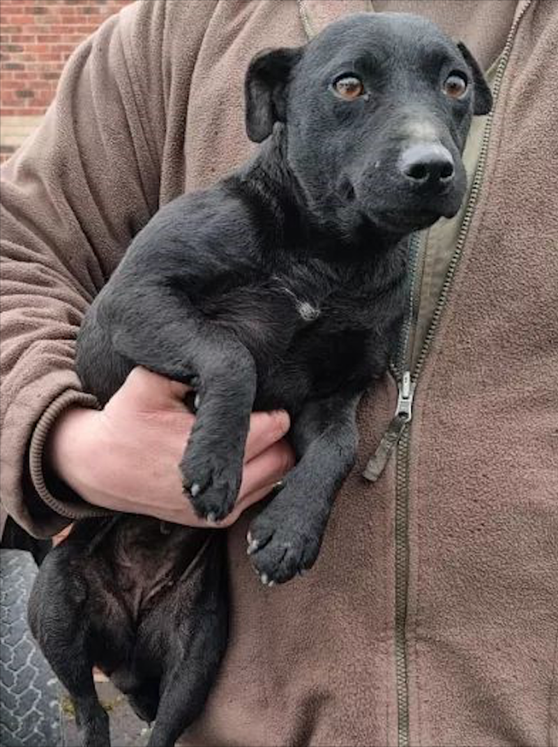 Main image for Stolen dog reunited with its owner