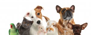 Main image for Barnsley's Pawsome Pets